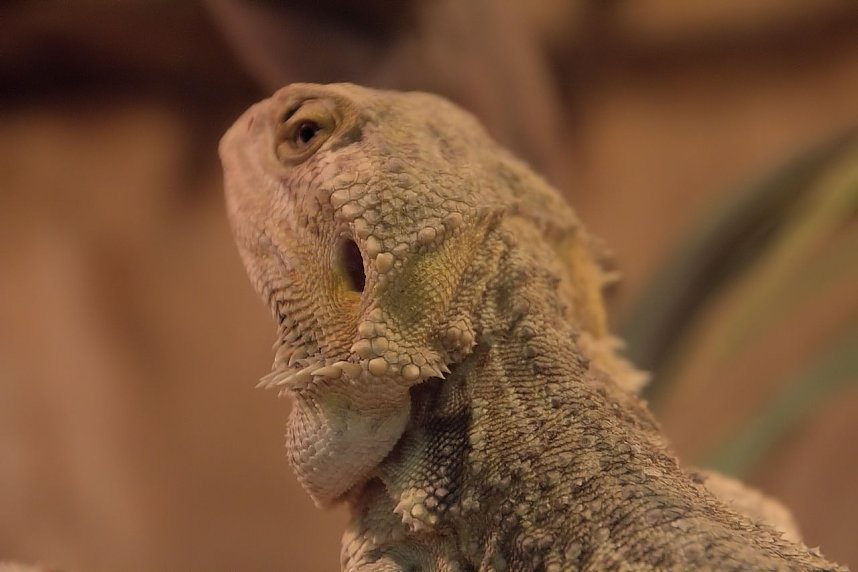 Exoten in einer Ausstellung