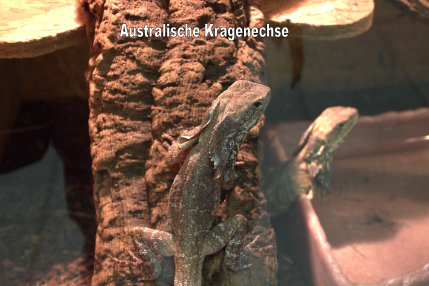 Exoten in einer Ausstellung