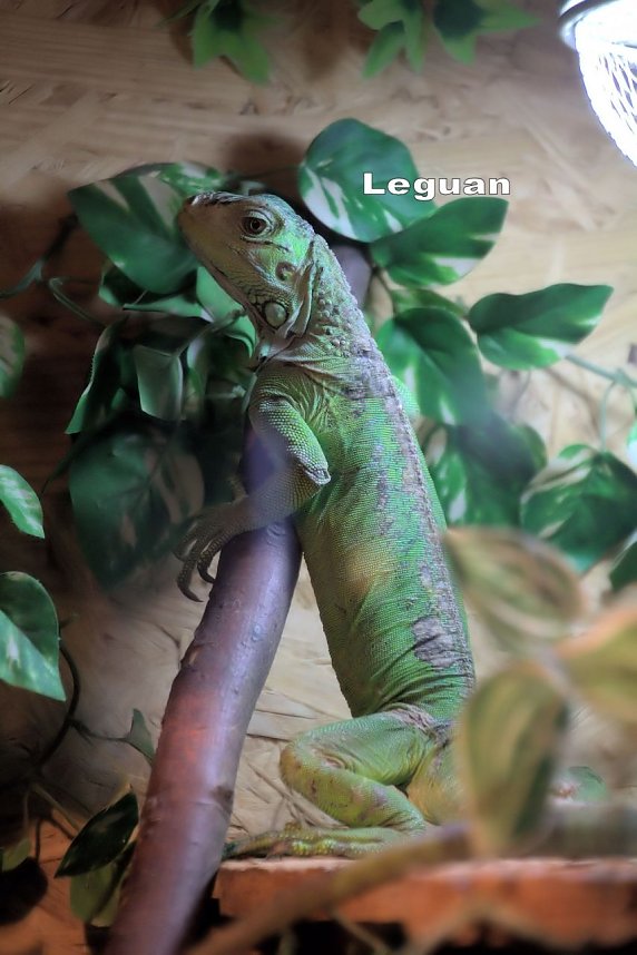 Exoten in einer Ausstellung