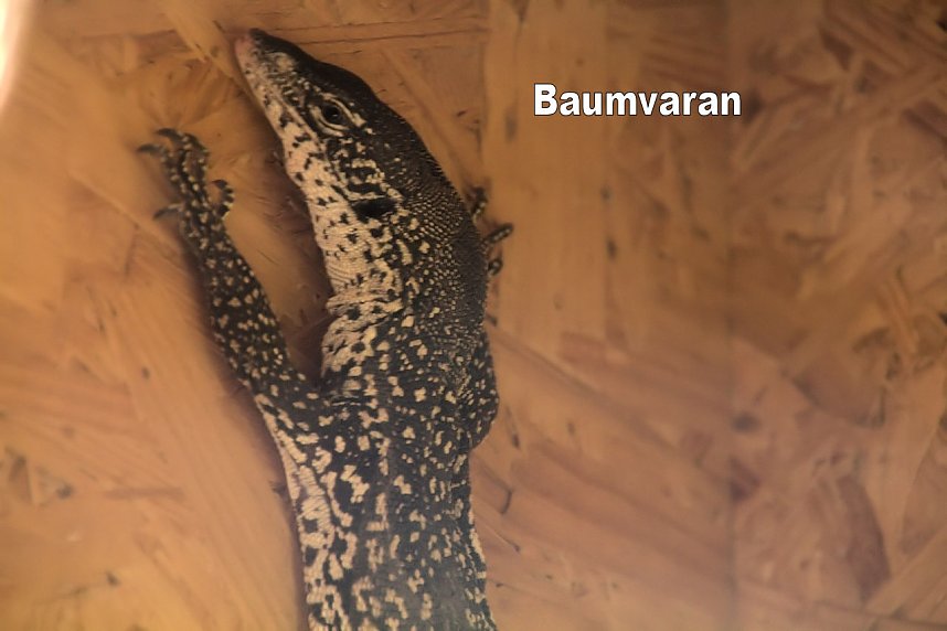 Exoten in einer Ausstellung