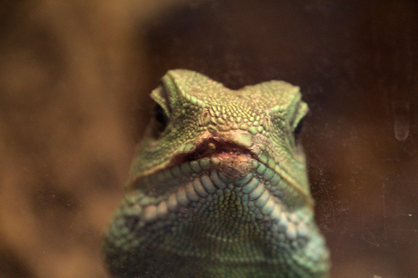 Exoten in einer Ausstellung