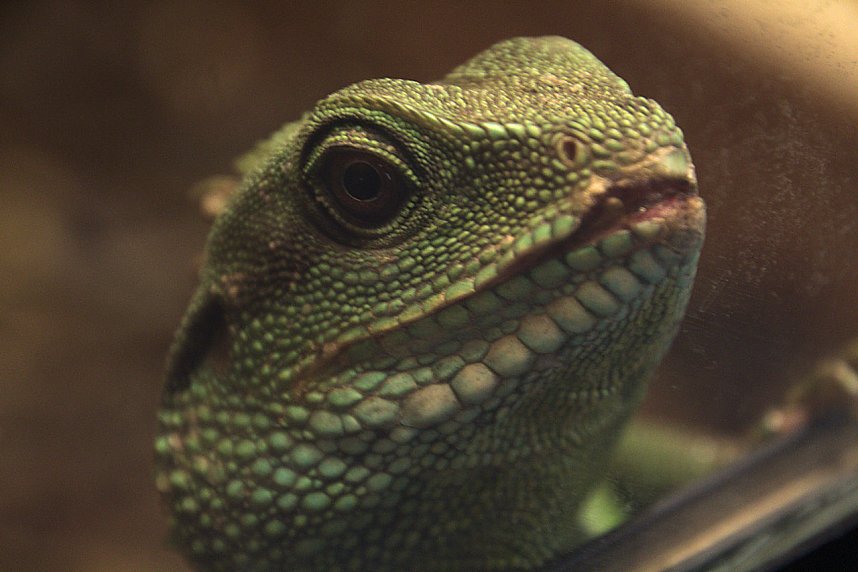 Exoten in einer Ausstellung