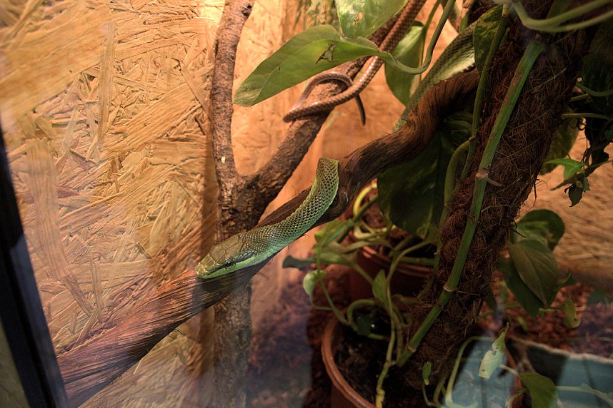 Exoten in einer Ausstellung