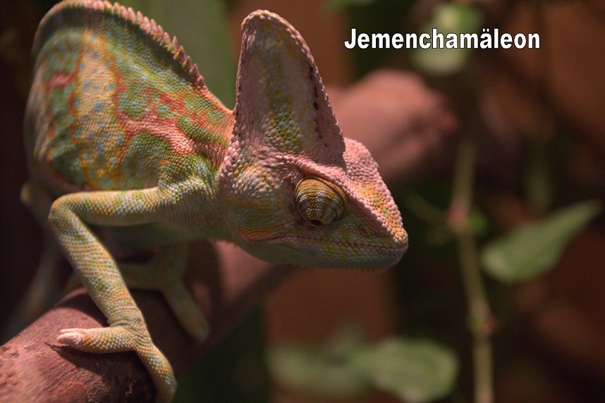 Exoten in einer Ausstellung