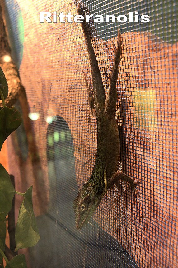 Exoten in einer Ausstellung