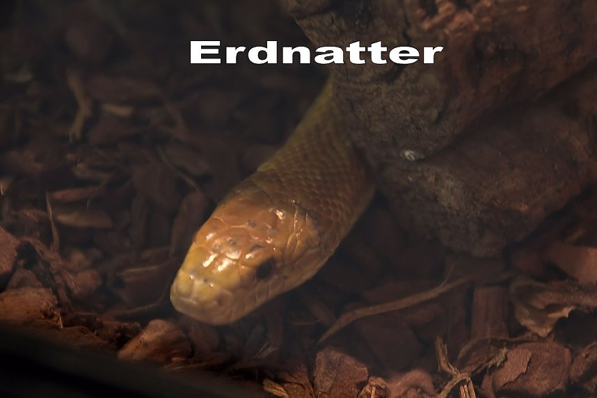 Exoten in einer Ausstellung