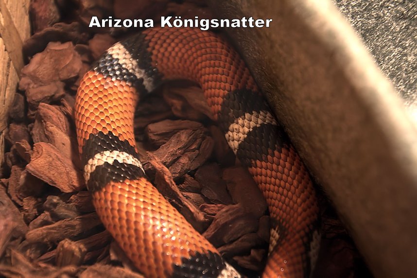 Exoten in einer Ausstellung