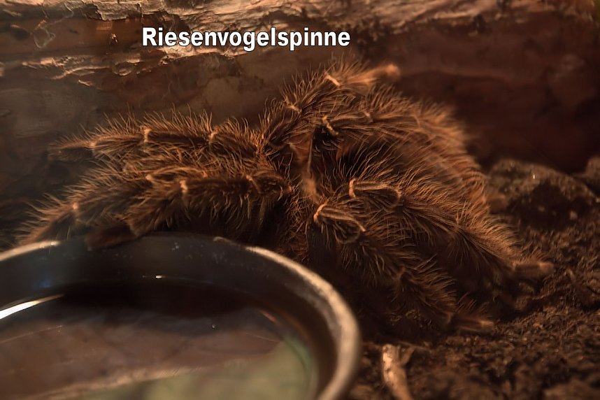 Exoten in einer Ausstellung