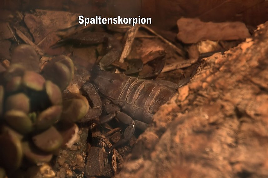 Exoten in einer Ausstellung