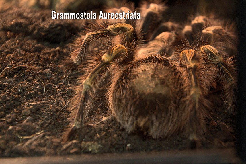 Exoten in einer Ausstellung