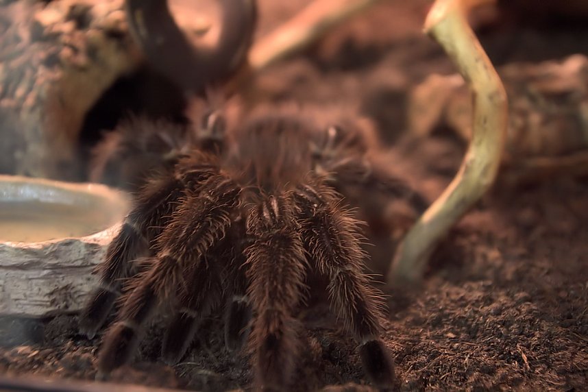 Exoten in einer Ausstellung