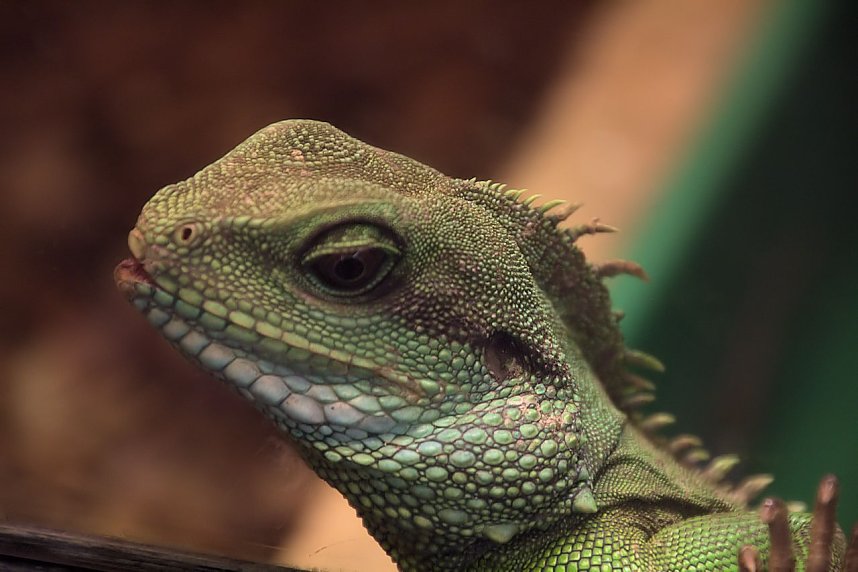 Exoten in einer Ausstellung