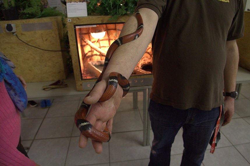 Exoten in einer Ausstellung