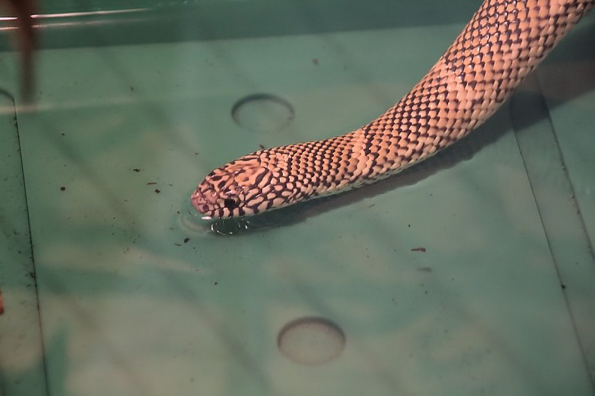 Exoten in einer Ausstellung