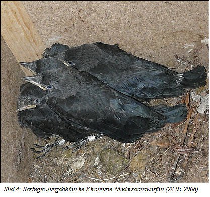 Einst aus dem Stadtbild verschwundenen, br&uuml;ten heute wieder zwischen 25 und 30 Dohlen-Brutpaare im Landkreis.
