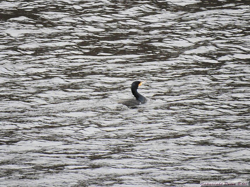 Peter Blei unterwegs: die Wendefurth Talsperre