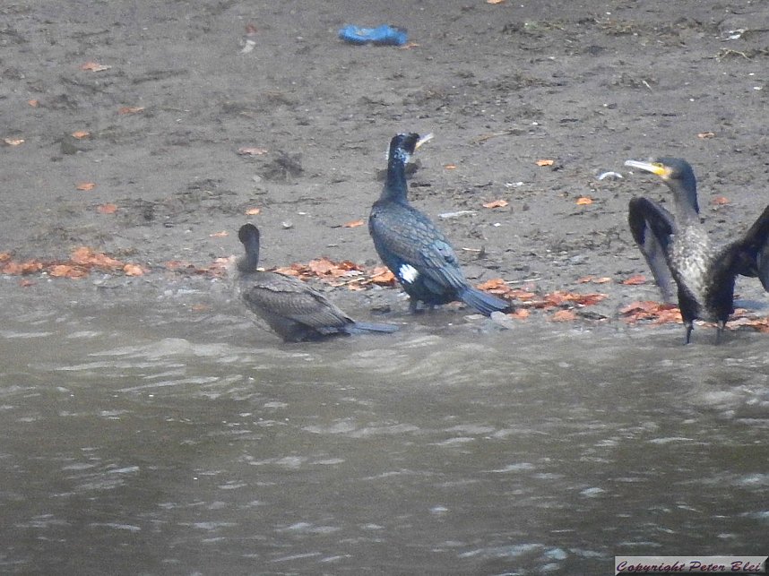 Peter Blei unterwegs: die Wendefurth Talsperre