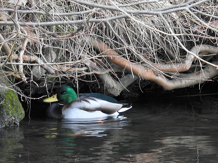 Peter Blei unterwegs: Bei Elbingerode