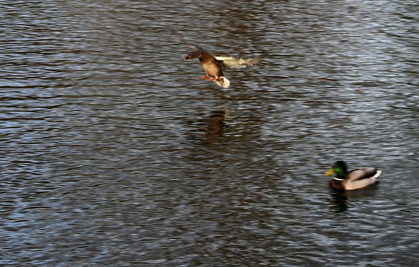 Peter Blei unterwegs: Bei Elbingerode