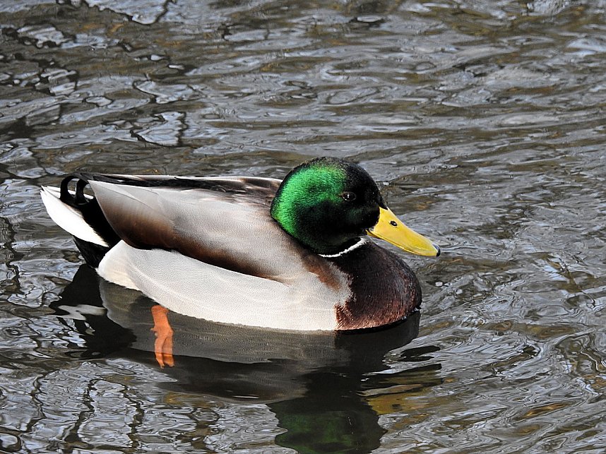 Peter Blei unterwegs: Bei Elbingerode