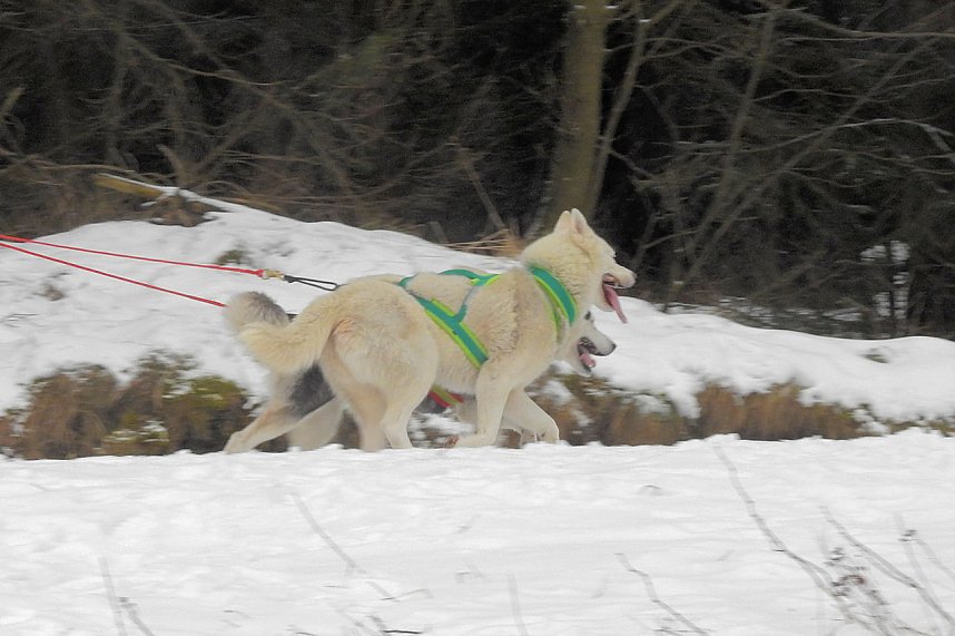 Schlittenhunderennen 2016 in Benneckenstein
