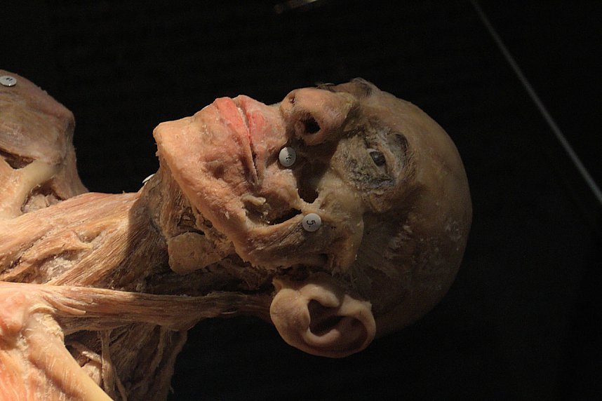 Echte K&ouml;rper zum Bestaunen