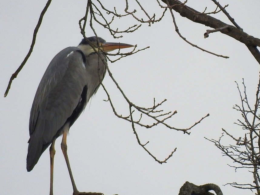 Fr&uuml;hlingserwachen in der Vogelwelt