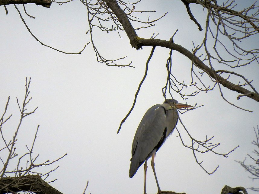 Fr&uuml;hlingserwachen in der Vogelwelt