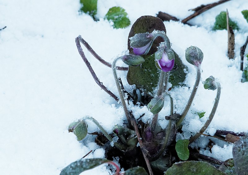 Winter statt Fr&uuml;hling