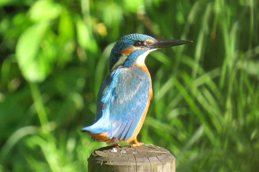 Eisvogel M&auml;nnchen