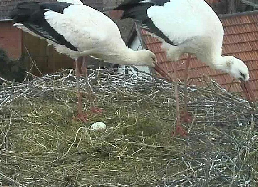 Das erste Ei ist im Nest