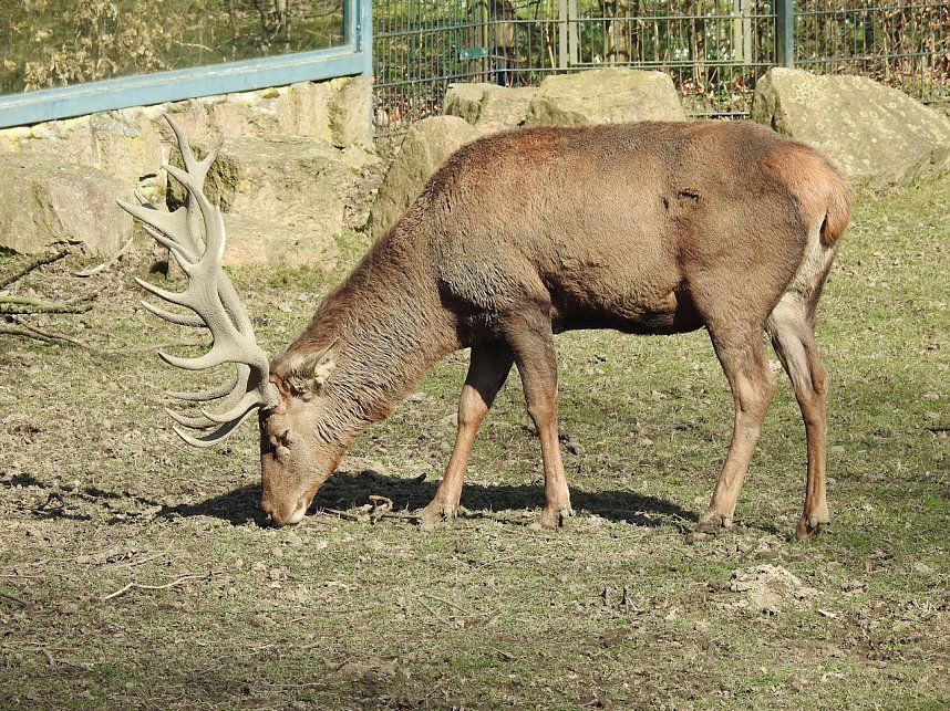 Tierisches Treiben im Dessauer Park