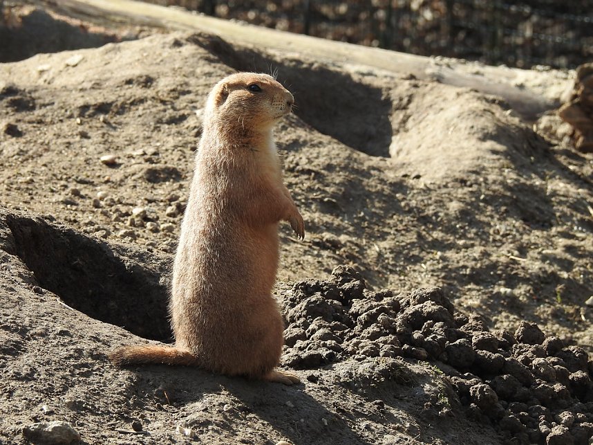 Tierisches Treiben im Dessauer Park