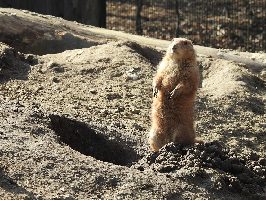 Tierisches Treiben im Dessauer Park