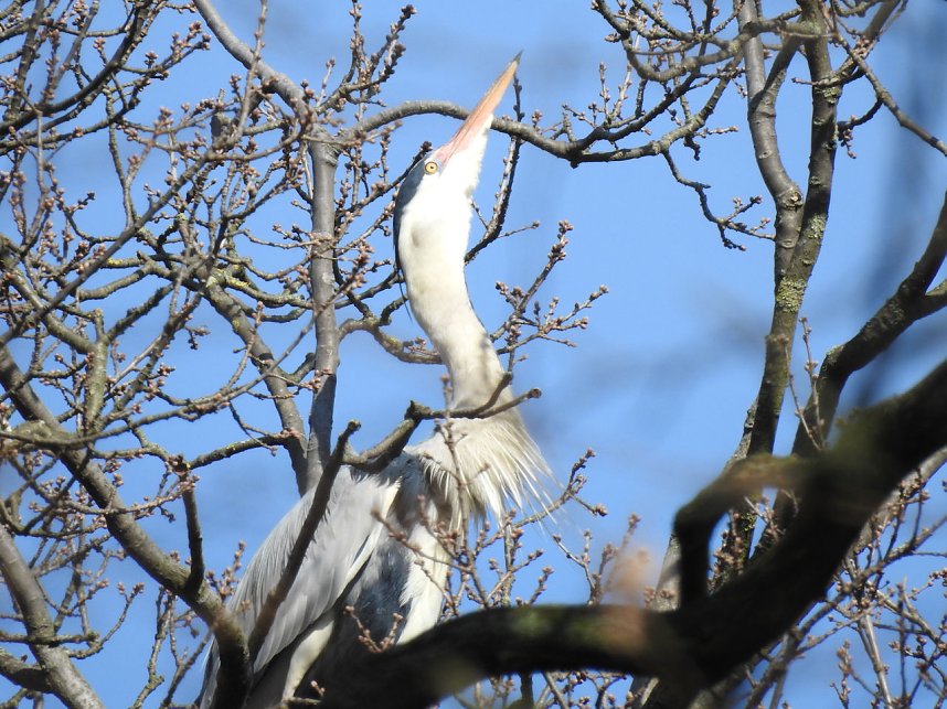 Tierisches Treiben im Dessauer Park