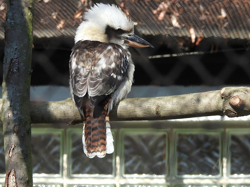 Tierisches Treiben im Dessauer Park