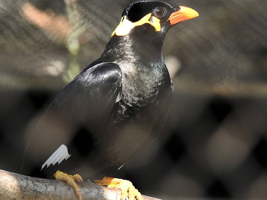 Tierisches Treiben im Dessauer Park