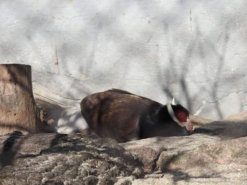 Tierisches Treiben im Dessauer Park