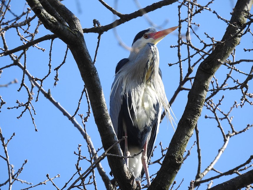 Tierisches Treiben im Dessauer Park