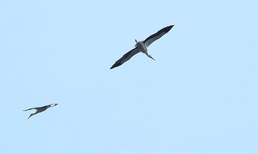 Tierisches Treiben im Dessauer Park