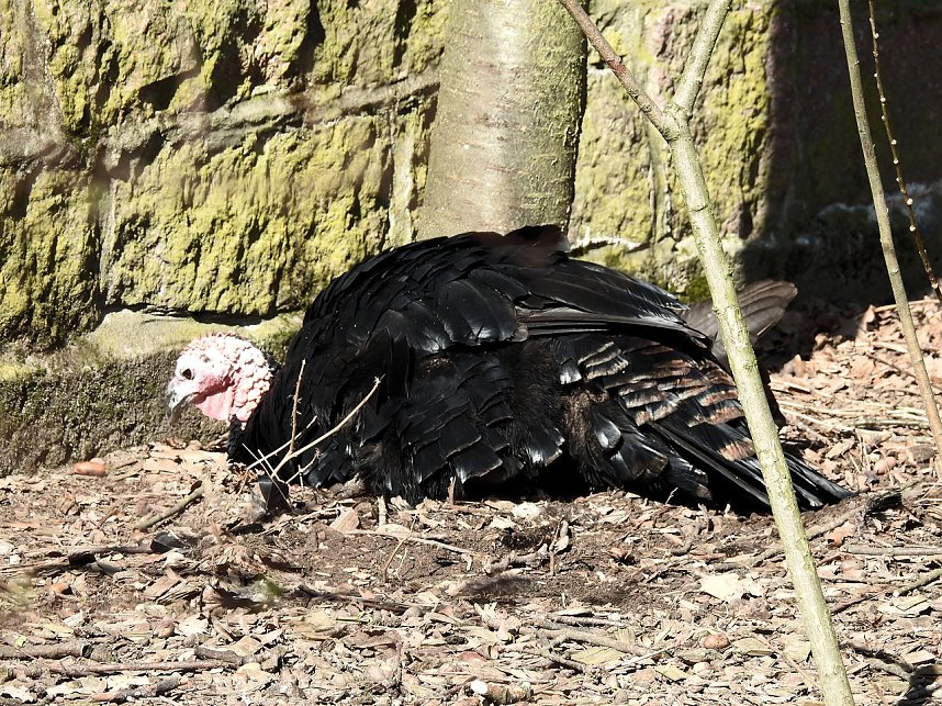 Tierisches Treiben im Dessauer Park