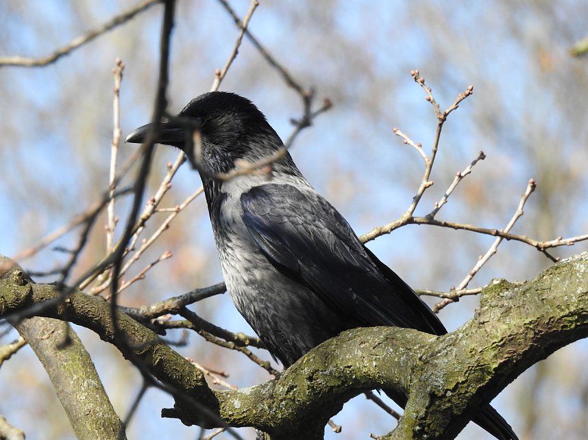 Tierisches Treiben im Dessauer Park
