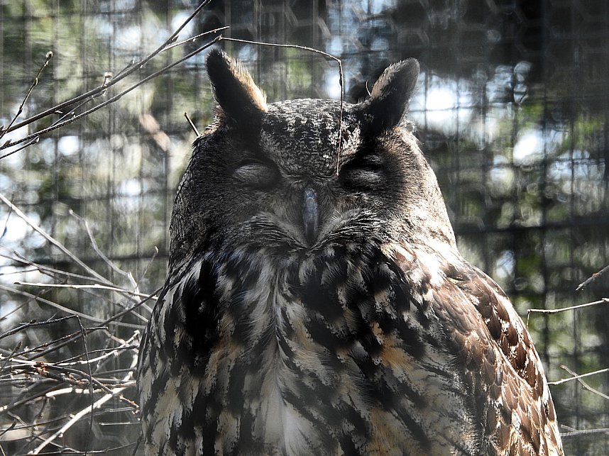 Tierisches Treiben im Dessauer Park