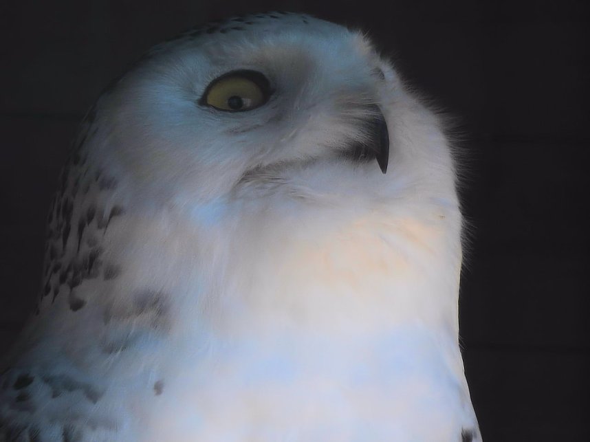 Tierisches Treiben im Dessauer Park