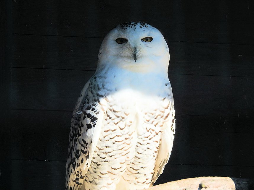 Tierisches Treiben im Dessauer Park