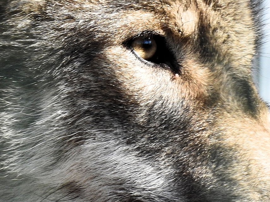 Tierisches Treiben im Dessauer Park