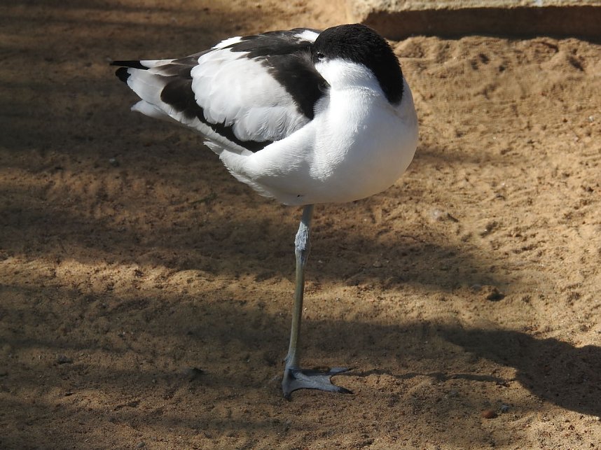 Tierisches Treiben im Dessauer Park