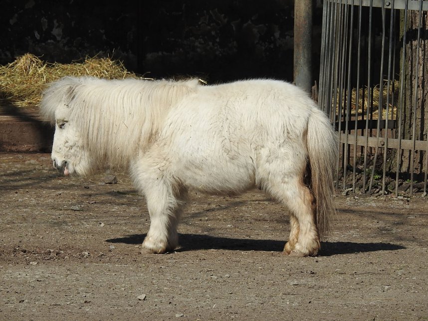 Tierisches Treiben im Dessauer Park