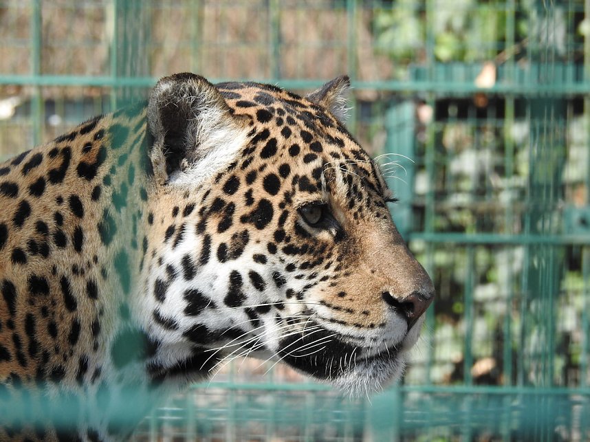 Tierisches Treiben im Dessauer Park