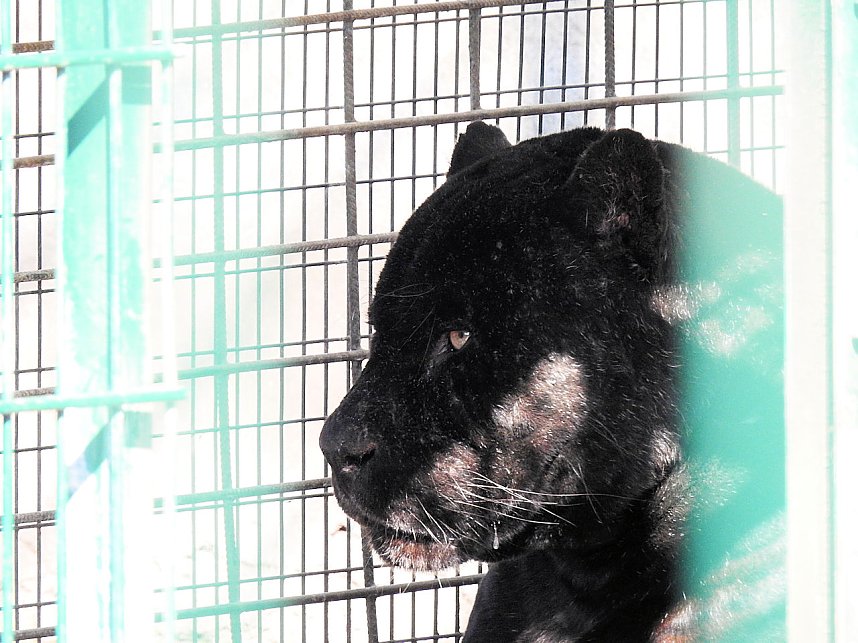 Tierisches Treiben im Dessauer Park
